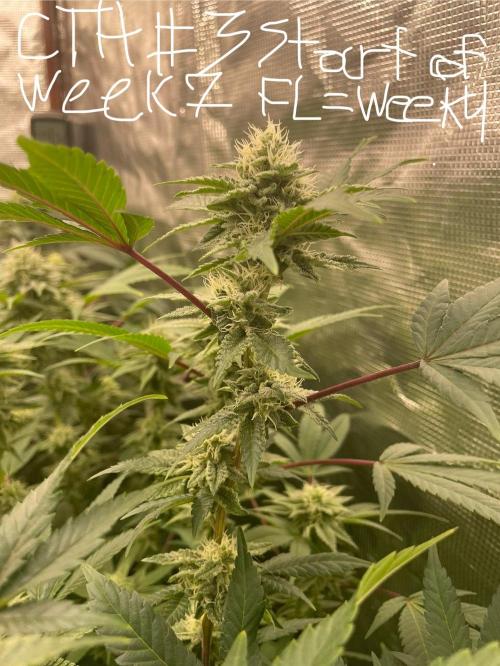 First properly done grow: Failed harvest. Week 13
