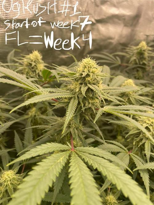 First properly done grow: Failed harvest. Week 13