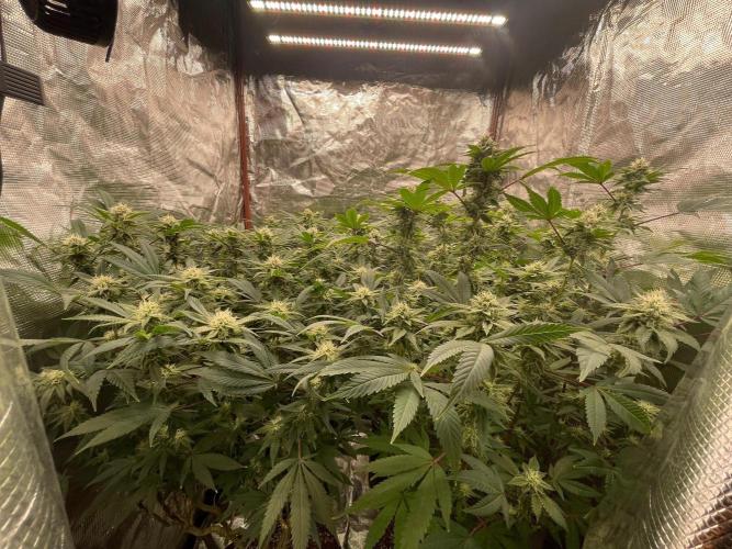 First properly done grow: Failed harvest. Week 13