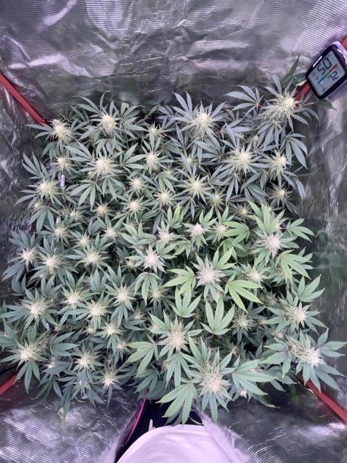 First properly done grow: Failed harvest. Week 13