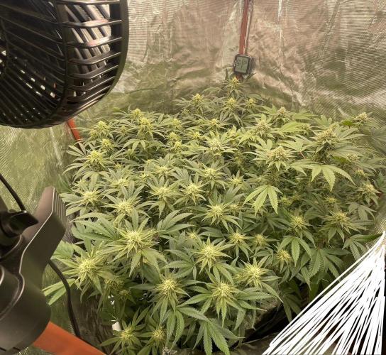 First properly done grow: Failed harvest. Week 13