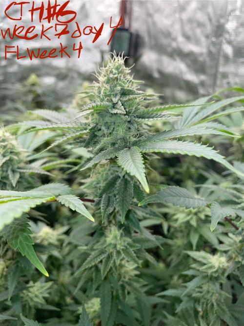 First properly done grow: Failed harvest. Week 13