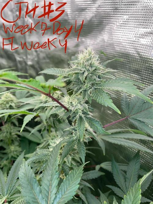 First properly done grow: Failed harvest. Week 13