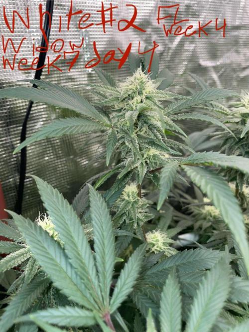 First properly done grow: Failed harvest. Week 13