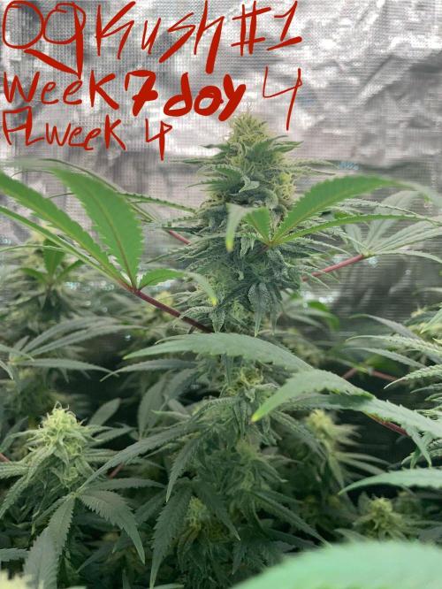 First properly done grow: Failed harvest. Week 13