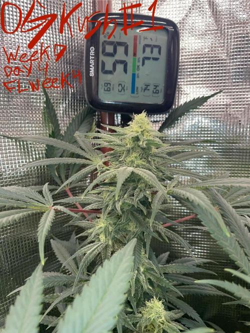 First properly done grow: Failed harvest. Week 13