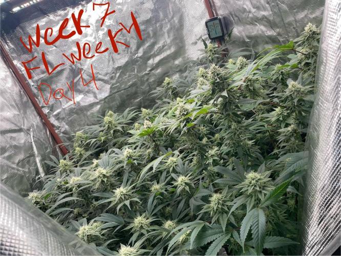 First properly done grow: Failed harvest. Week 13