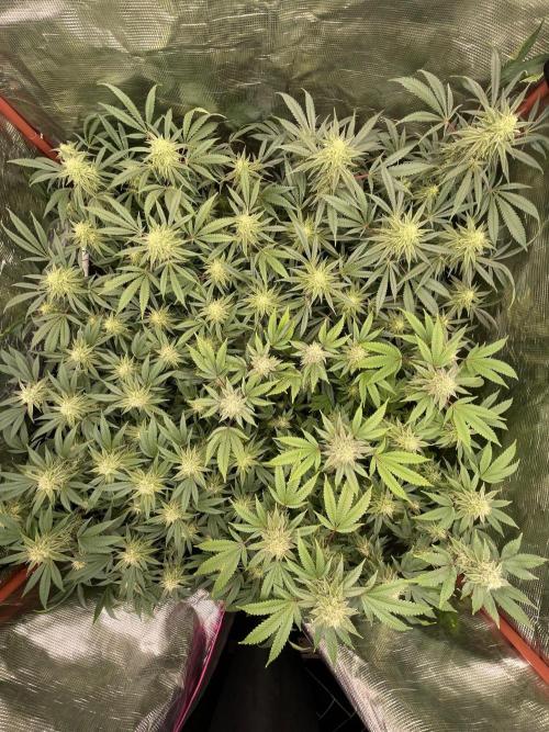 First properly done grow: Failed harvest. Week 13