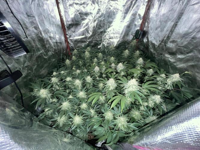 First properly done grow: Failed harvest. Week 14