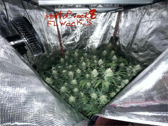 First properly done grow: Failed harvest. Week 14