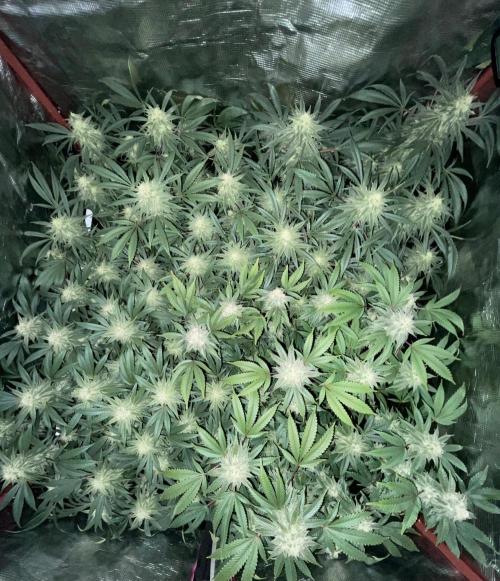 First properly done grow: Failed harvest. Week 14