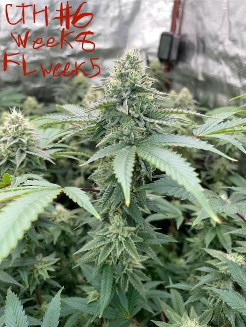 First properly done grow: Failed harvest. Week 14