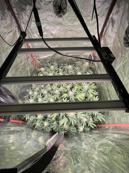 First properly done grow: Failed harvest. Week 14