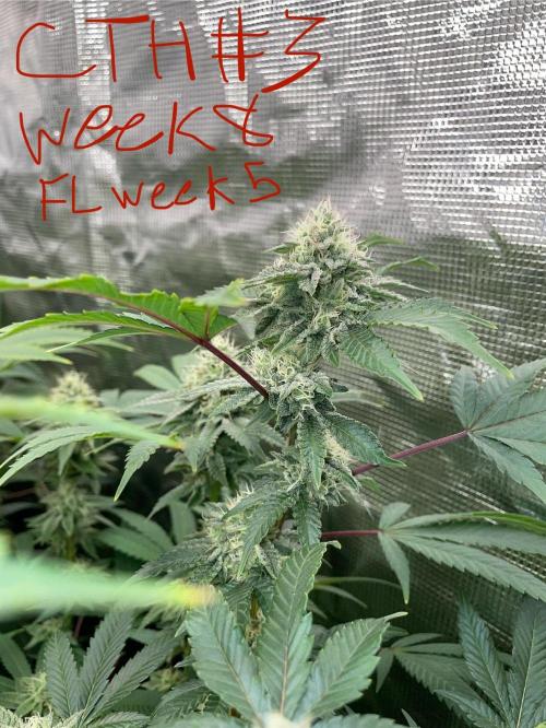 First properly done grow: Failed harvest. Week 14