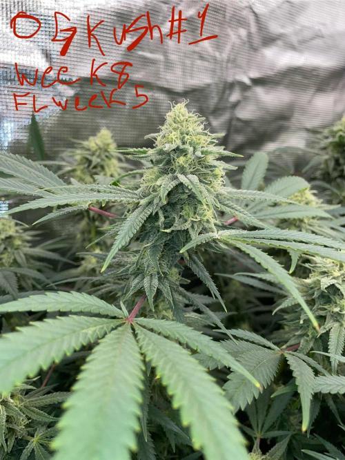 First properly done grow: Failed harvest. Week 14