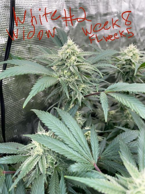 First properly done grow: Failed harvest. Week 14