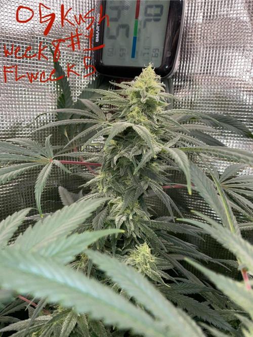 First properly done grow: Failed harvest. Week 14