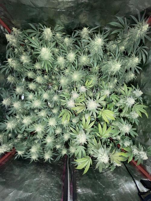 First properly done grow: Failed harvest. Week 14