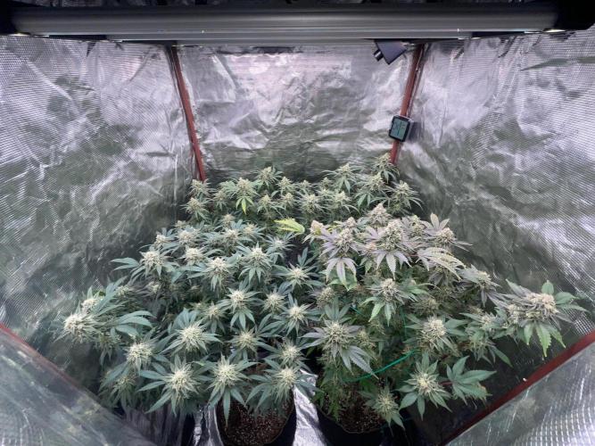 First properly done grow: Failed harvest. Week 15