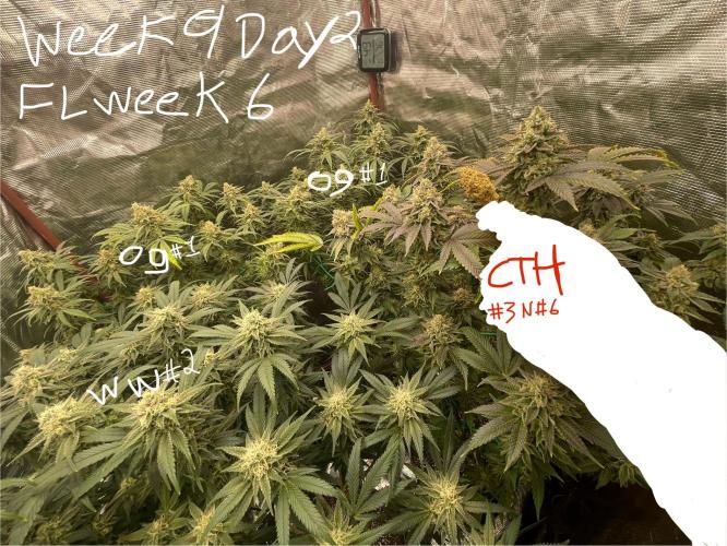 First properly done grow: Failed harvest. Week 15