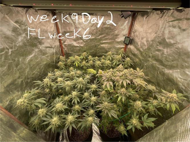 First properly done grow: Failed harvest. Week 15
