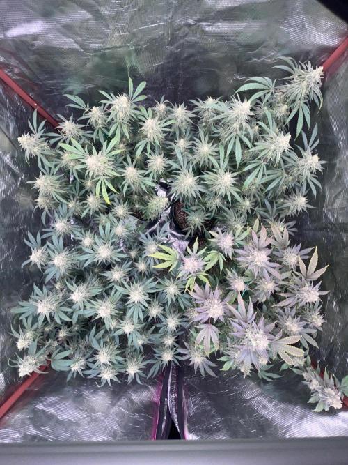 First properly done grow: Failed harvest. Week 15