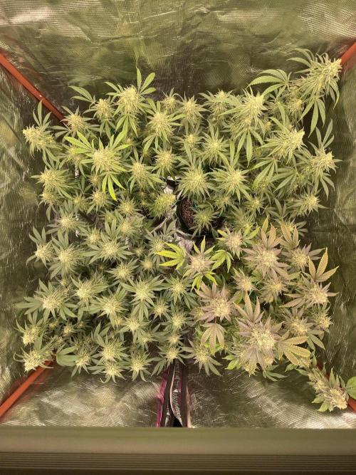 First properly done grow: Failed harvest. Week 15