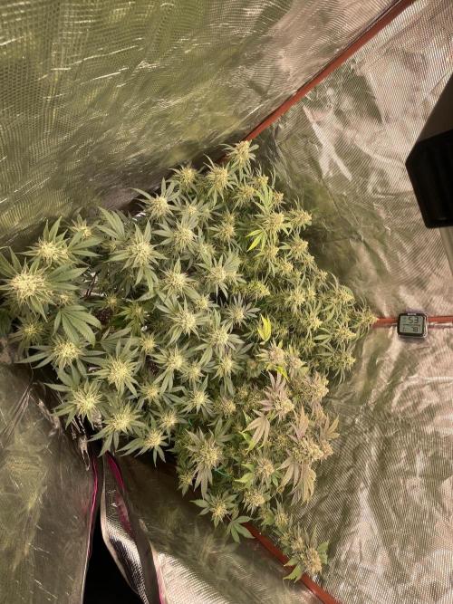 First properly done grow: Failed harvest. Week 15
