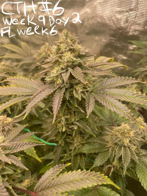 First properly done grow: Failed harvest. Week 15