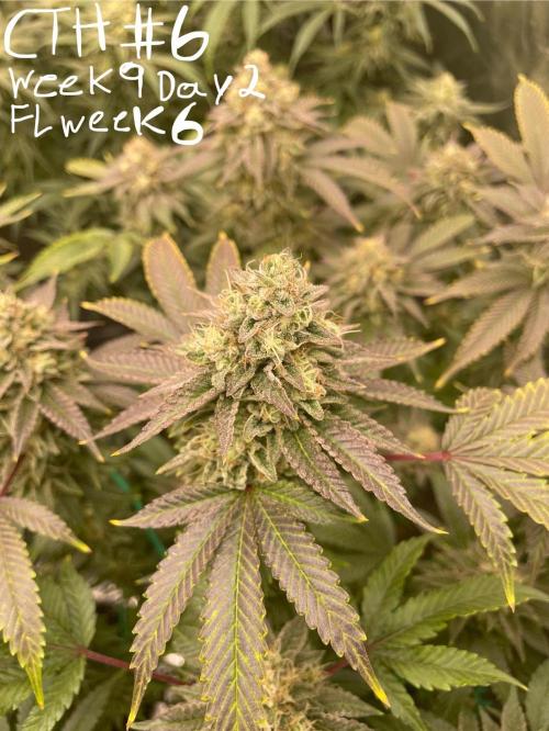 First properly done grow: Failed harvest. Week 15