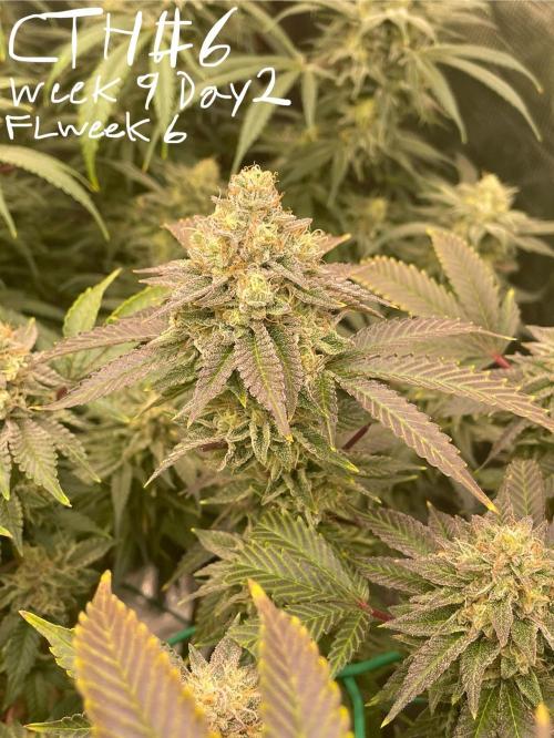 First properly done grow: Failed harvest. Week 15