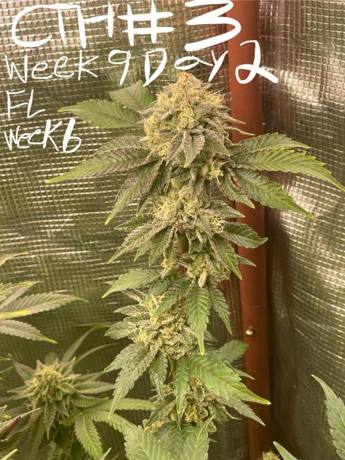 First properly done grow: Failed harvest. Week 15