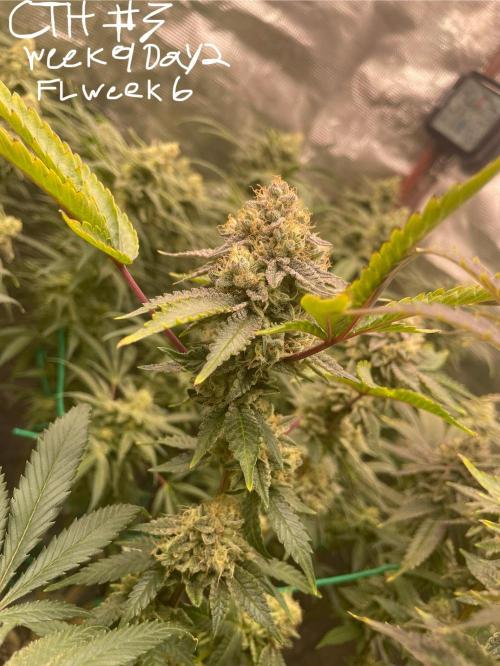 First properly done grow: Failed harvest. Week 15