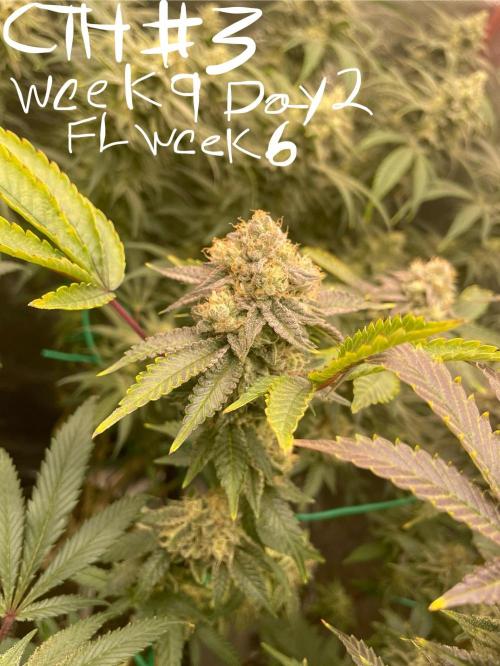 First properly done grow: Failed harvest. Week 15