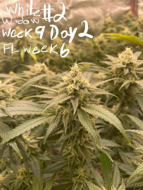 First properly done grow: Failed harvest. Week 15