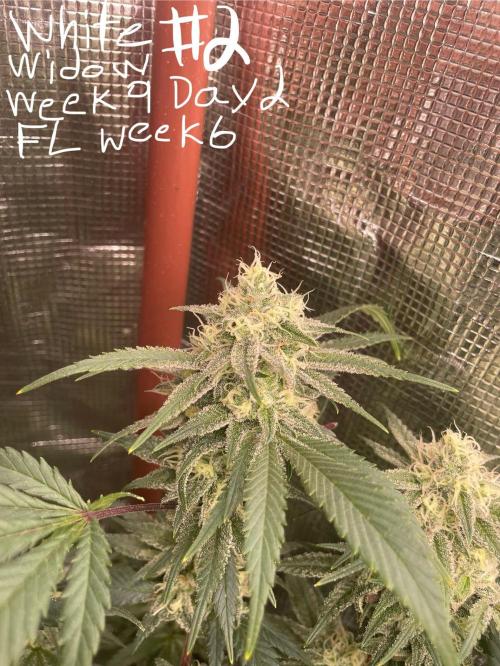 First properly done grow: Failed harvest. Week 15