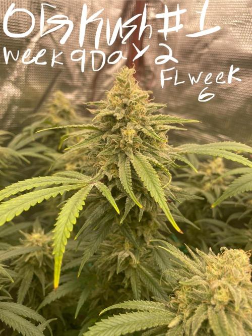 First properly done grow: Failed harvest. Week 15