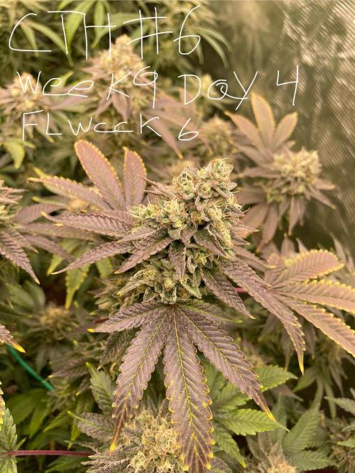 First properly done grow: Failed harvest. Week 15