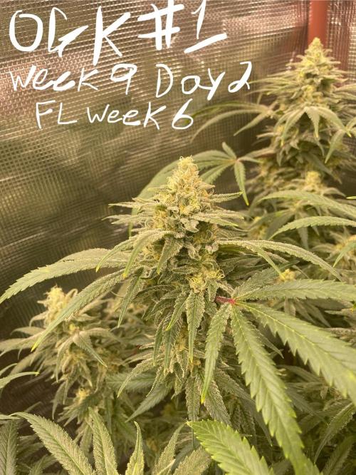 First properly done grow: Failed harvest. Week 15