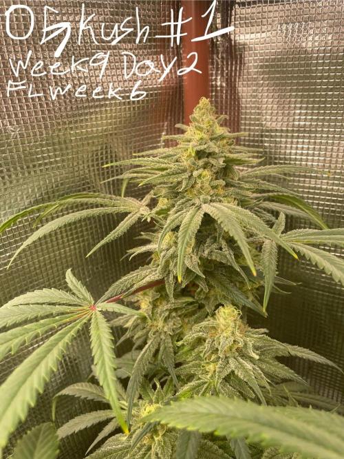 First properly done grow: Failed harvest. Week 15