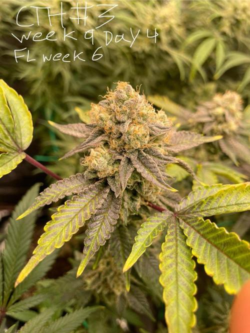 First properly done grow: Failed harvest. Week 15
