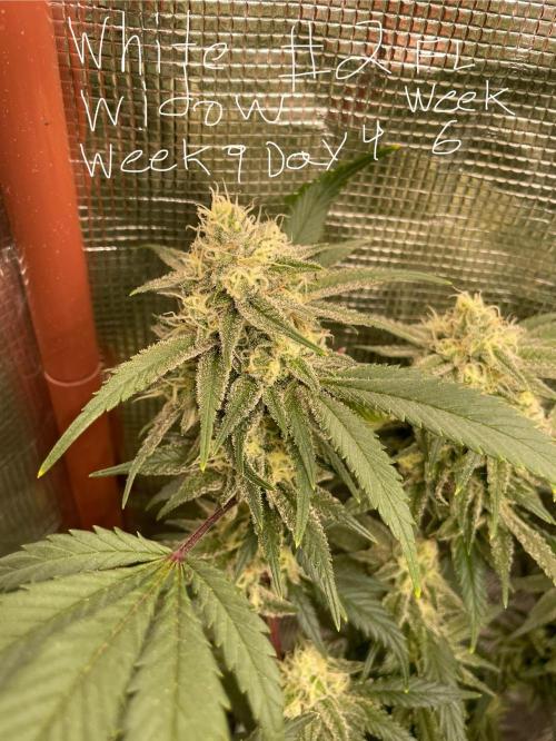 First properly done grow: Failed harvest. Week 15