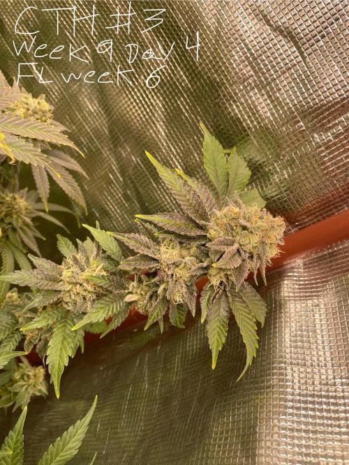 First properly done grow: Failed harvest. Week 15