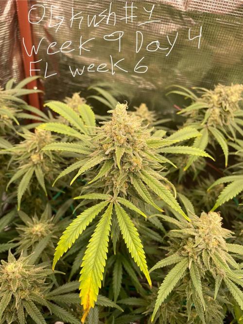First properly done grow: Failed harvest. Week 15