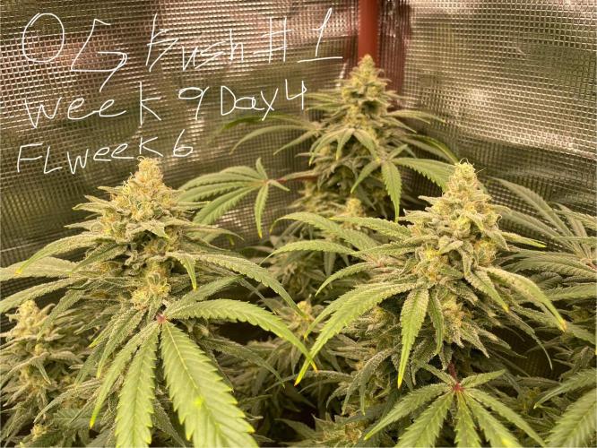 First properly done grow: Failed harvest. Week 15