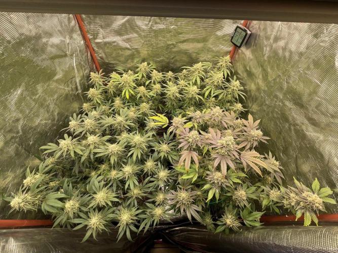 First properly done grow: Failed harvest. Week 15