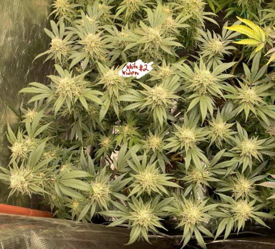 First properly done grow: Failed harvest. Week 15