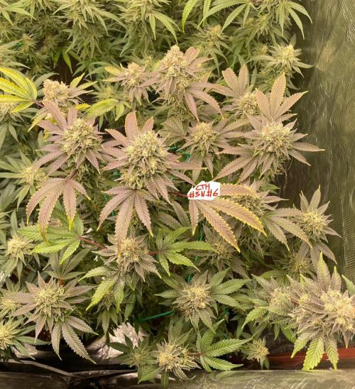 First properly done grow: Failed harvest. Week 15