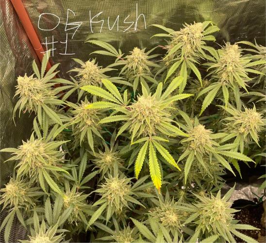 First properly done grow: Failed harvest. Week 15