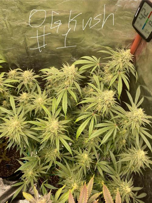 First properly done grow: Failed harvest. Week 15